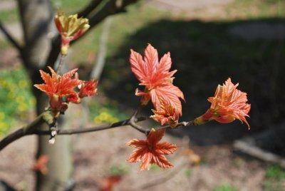 Acer pseudoplatanus 'Brillantissimum' - javor horský, klen - listy jaro